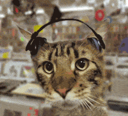 小猫听音乐