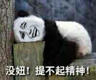 金馆长版熊猫睡在凳子上