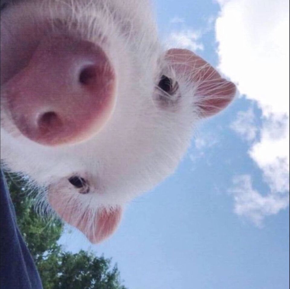 猪猪,可爱