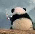 一个人,熊猫,抽烟,背景
