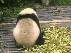 竹子,熊猫