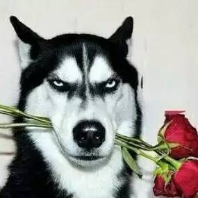柴犬,玫瑰